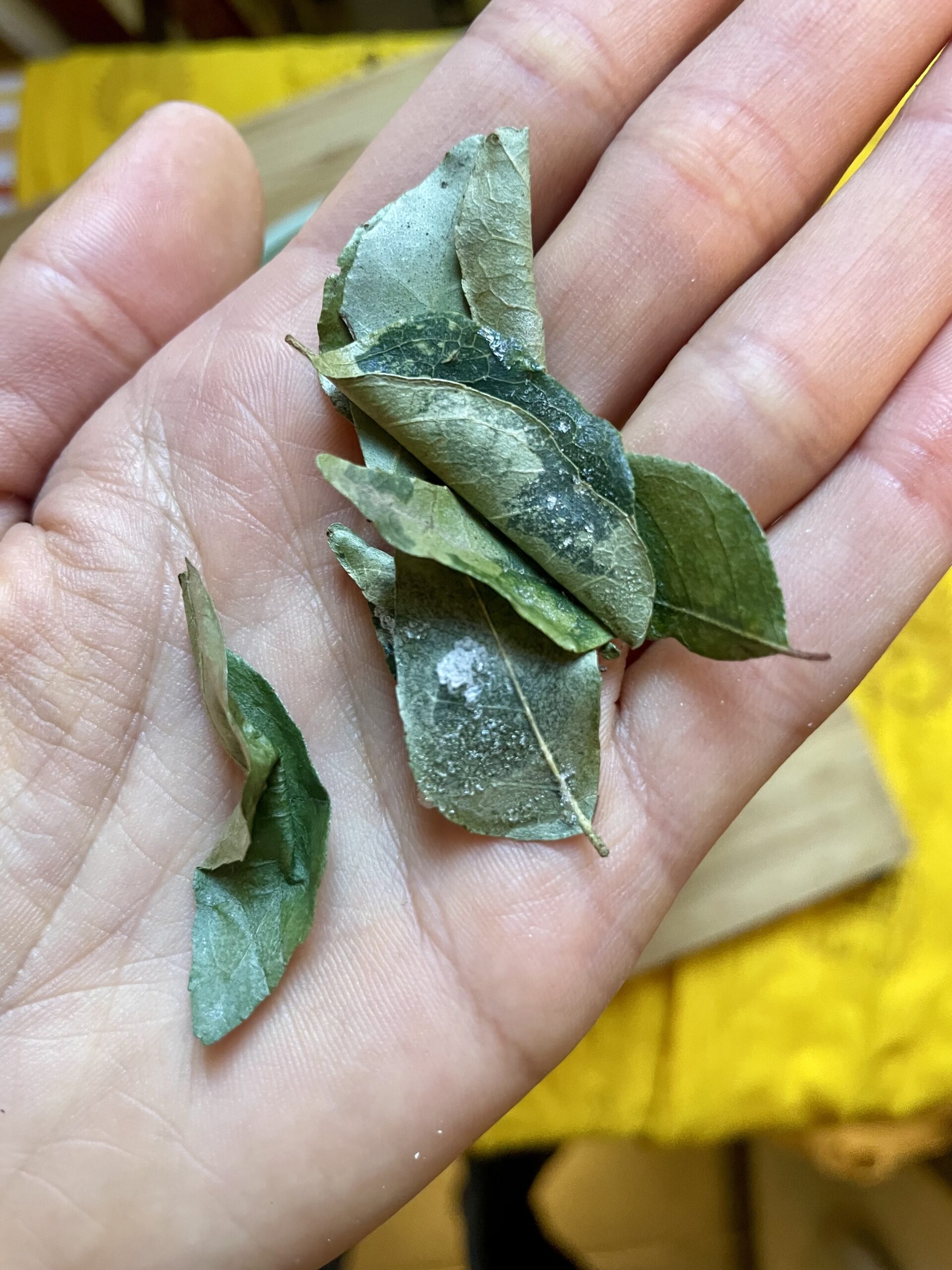 Hand holding frozen curry leaves, ready to add a burst of aromatic flavor to culinary creations.