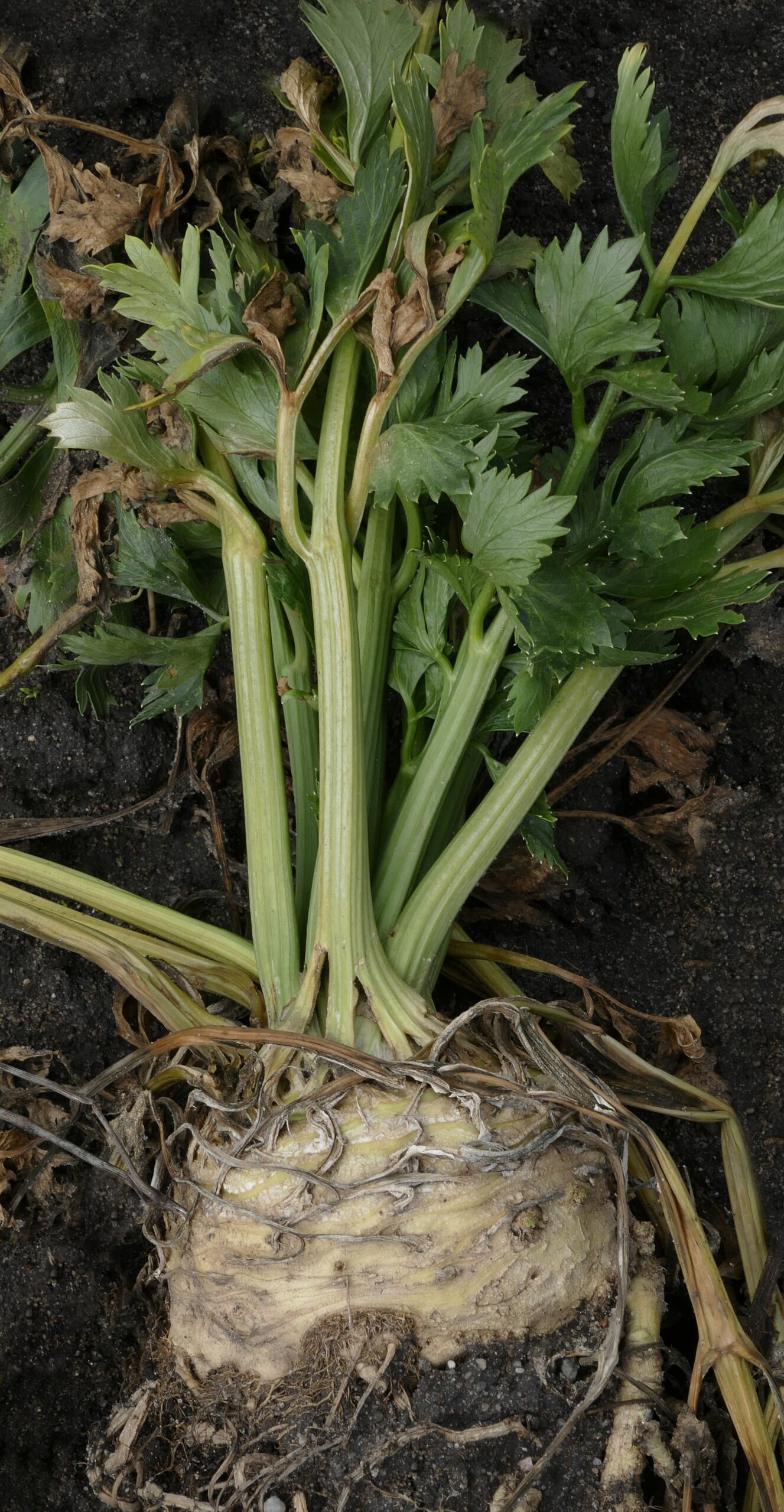 A captivating image of whole celery root, showcasing its stalks and bulb.  This vegetable is transformed in the recipe Roasted Celery Root with Asian Star Anise Dressing (Vegan) 