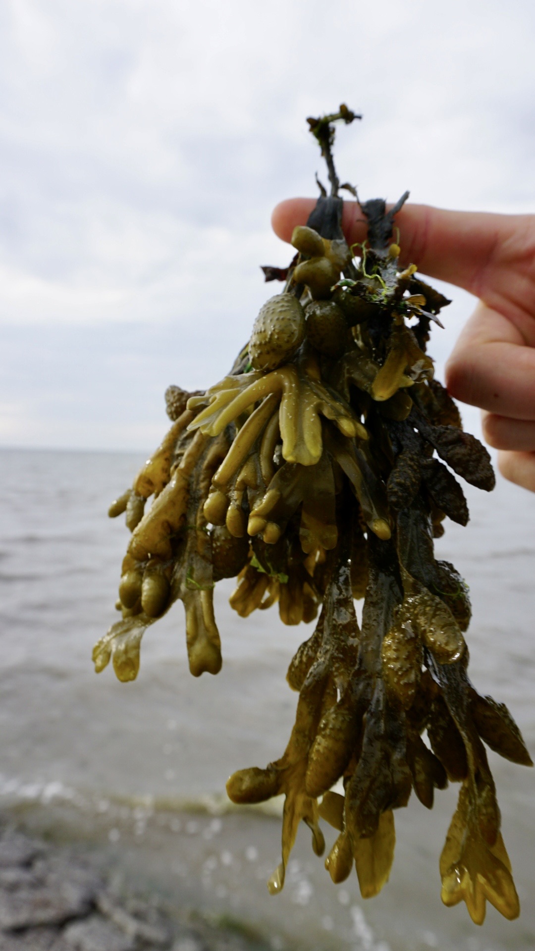 A freshly foraged piece of bladderwrack algae held up against the backdrop of a cloudy sea. The algae's vibrant green strands and distinctive air sacs are clearly visible, contrasting with the gray, overcast sky and the choppy waves in the background.