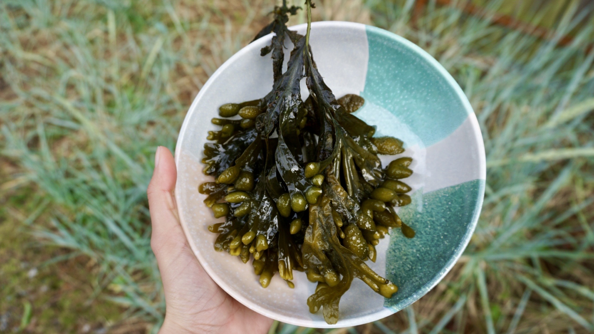 Freshly washed bladderwrack algae presented on a plate. The vibrant green strands, glistening with moisture, display their characteristic bubble-like air sacs, ready for cooking.