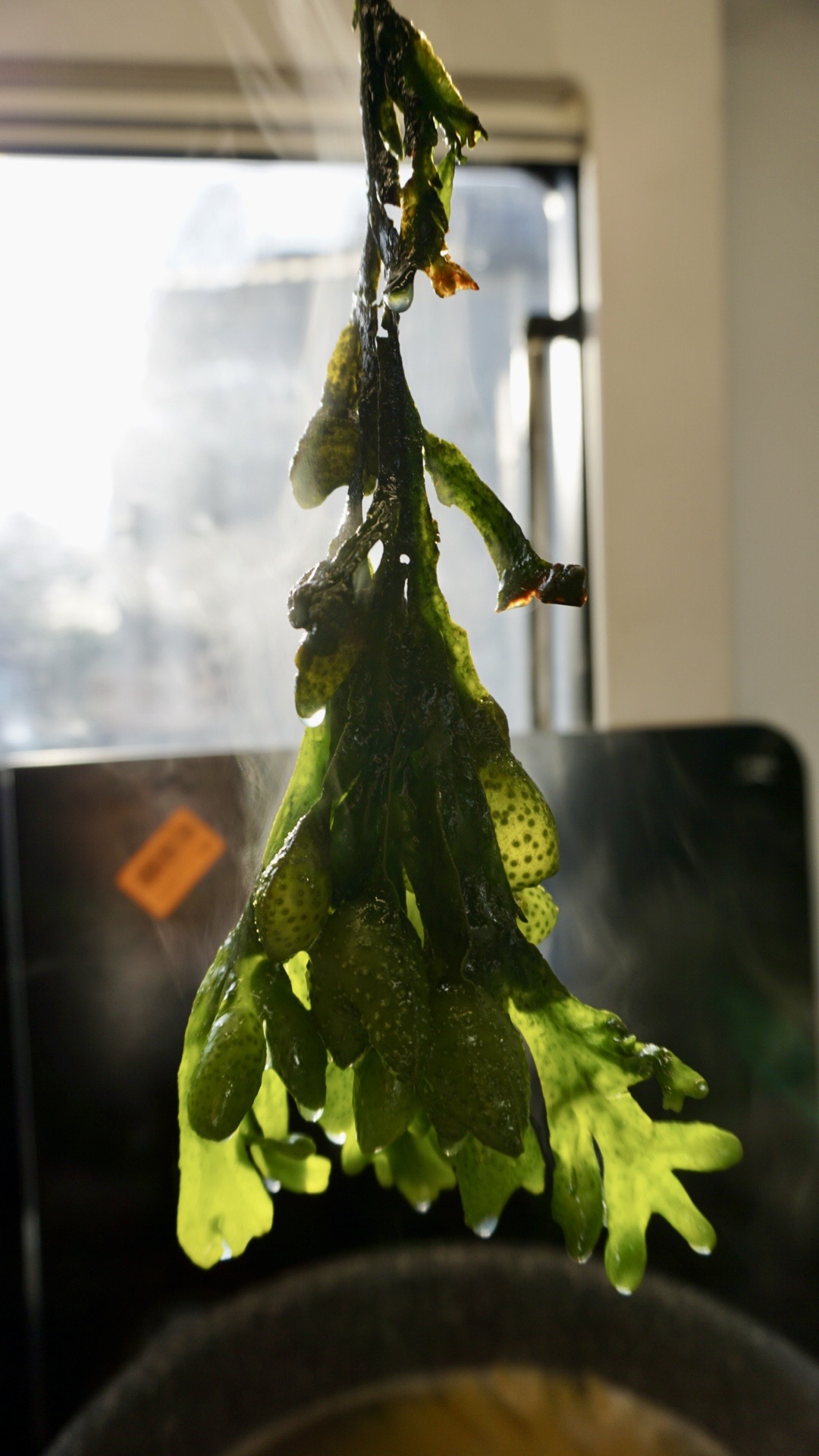 Removing cooked bladderwrack algae from salted boiling water. The algae strands appear bright green, indicating they are fully cooked and ready for further preparation in the recipe.